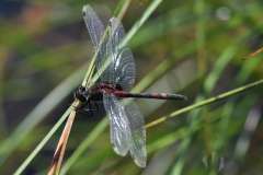 Leucorrhinia dubia